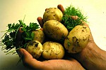 9 фактов о картофеле