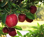 Интересные факты про яблоки