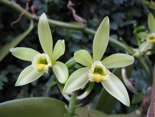 Ваниль — это не только стручек тропической орхидеи