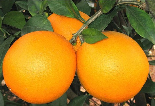 Такой полезный апельсин