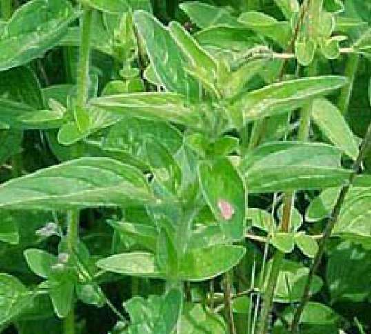 Орегано или Душица (Origanum vulgare L.)