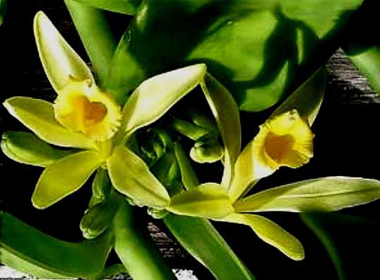Ваниль (Vanilla planifolia)