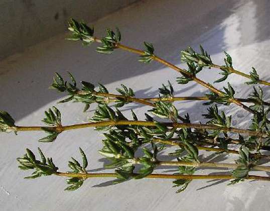 Тимьян, Чабрец (Thymus vulgaris L.)